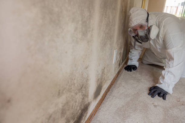 Professional Mold Inspection in Oak Ridge, TN